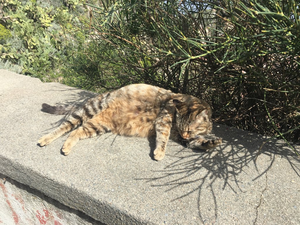 Scaled image IMG_3437.jpg 